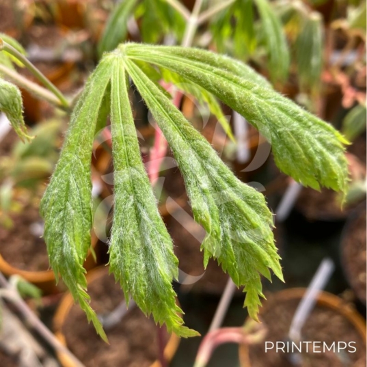 Acer japonicum 'Aconitifolium' - Érable du Japon