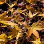 Acer Palmatum 'Baby Bonsai' - Érable du Japon