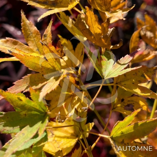 Acer Palmatum 'Baby Bonsai' - Érable du Japon