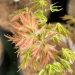 Acer Palmatum 'Black Skate' - Érable du Japon