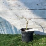 Acer Palmatum 'Black Skate' - Érable du Japon