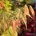 Acer palmatum 'Cascade Emerald' - Érable du Japon