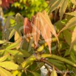 Acer palmatum 'Cascade Emerald' - Érable du Japon