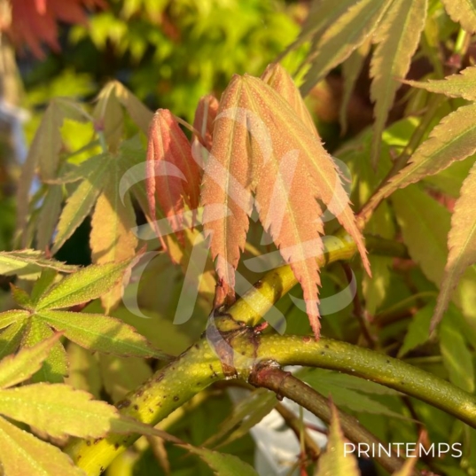 Acer palmatum 'Cascade Emerald' - Érable du Japon