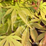 Acer palmatum 'Cascade Emerald' - Érable du Japon