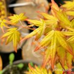Acer palmatum 'Golden Falls' - Érable du Japon