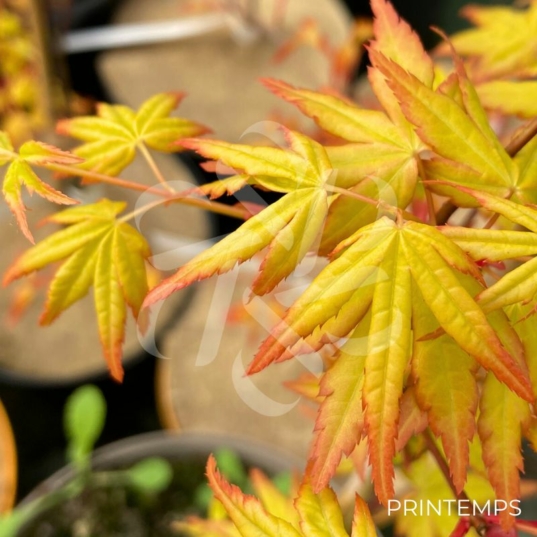 Acer palmatum 'Golden Falls' - Érable du Japon