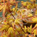 Acer palmatum 'Golden Falls' - Érable du Japon