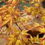 Acer palmatum 'Golden Falls' - Érable du Japon