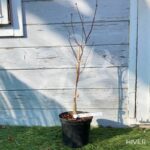 Acer Palmatum 'Granat' - Érable du Japon