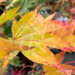 Acer palmatum 'Hakodate Yama' - Érable du Japon