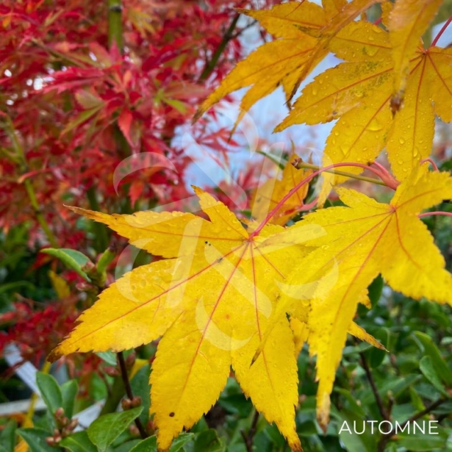 Acer palmatum 'Hakodate Yama' - Érable du Japon