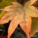 Acer palmatum 'Hakodate Yama' - Érable du Japon