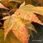 Acer palmatum 'Hakodate Yama' - Érable du Japon
