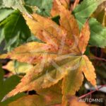 Acer palmatum 'Hakodate Yama' - Érable du Japon