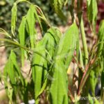 Acer palmatum 'Hakodate Yama' - Érable du Japon
