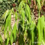 Acer palmatum 'Hakodate Yama' - Érable du Japon