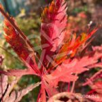 Acer Palmatum 'Hida Hanabi' - Érable du Japon