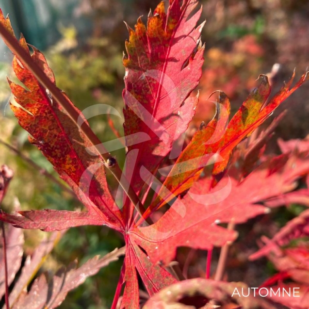 Acer Palmatum 'Hida Hanabi' - Érable du Japon