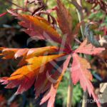 Acer Palmatum 'Hida Hanabi' - Érable du Japon