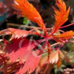 Acer Palmatum 'Hida Hanabi' - Érable du Japon