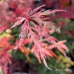Acer Palmatum 'Hida Hanabi' - Érable du Japon