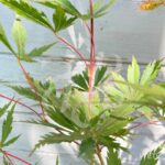 Acer Palmatum 'Hida Hanabi' - Érable du Japon