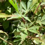 Acer Palmatum 'Hida Hanabi' - Érable du Japon