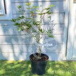 Acer Palmatum 'Hida Hanabi' - Érable du Japon