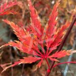 Acer palmatum 'Inaba Shidare' - Érable du Japon