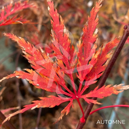 Acer palmatum 'Inaba Shidare' - Érable du Japon