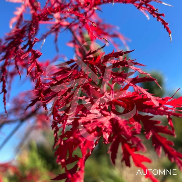 Acer palmatum 'Inaba Shidare' - Érable du Japon