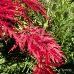 Acer palmatum 'Inaba Shidare' - Érable du Japon