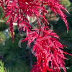 Acer palmatum 'Inaba Shidare' - Érable du Japon