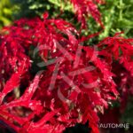 Acer palmatum 'Inaba Shidare' - Érable du Japon