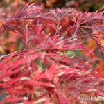Acer palmatum 'Inaba Shidare' - Érable du Japon