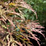 Acer palmatum 'Inaba Shidare' - Érable du Japon