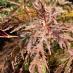 Acer palmatum 'Inaba Shidare' - Érable du Japon