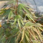 Acer Palmatum 'My Chapparo' - Érable du Japon chez Palmatia Plantes
