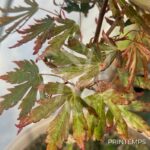 Acer Palmatum 'My Chapparo' - Érable du Japon chez Palmatia Plantes