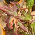 Acer Palmatum 'Nadia' - Érable du Japon chez Palmatia Plantes