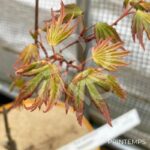 Acer Palmatum 'Nakata' - Érable du Japon chez Palmatia Plantes