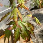 Acer Palmatum 'Nakata' - Érable du Japon chez Palmatia Plantes