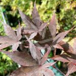 Acer palmatum 'Okken's' - Érable du Japon