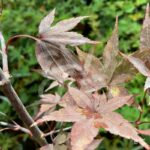 Acer palmatum 'Okken's' - Érable du Japon