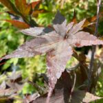 Acer palmatum 'Okken's' - Érable du Japon