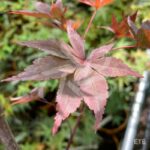 Acer palmatum 'Okken's' - Érable du Japon