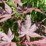 Acer palmatum 'Okken's' - Érable du Japon