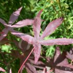 Acer palmatum 'Okken's' - Érable du Japon