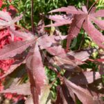 Acer palmatum 'Okken's' - Érable du Japon